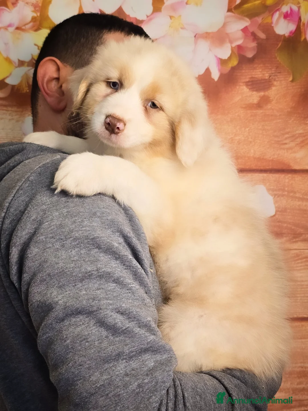 Australian Shepherd cani in vendita: cuccioli pastore australiano con pedigree enci/fci - Annuncio 2