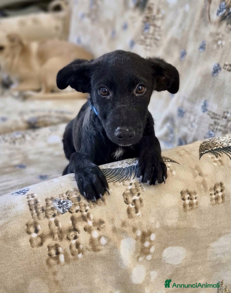 Meticcio cani Robin - Annuncio 32