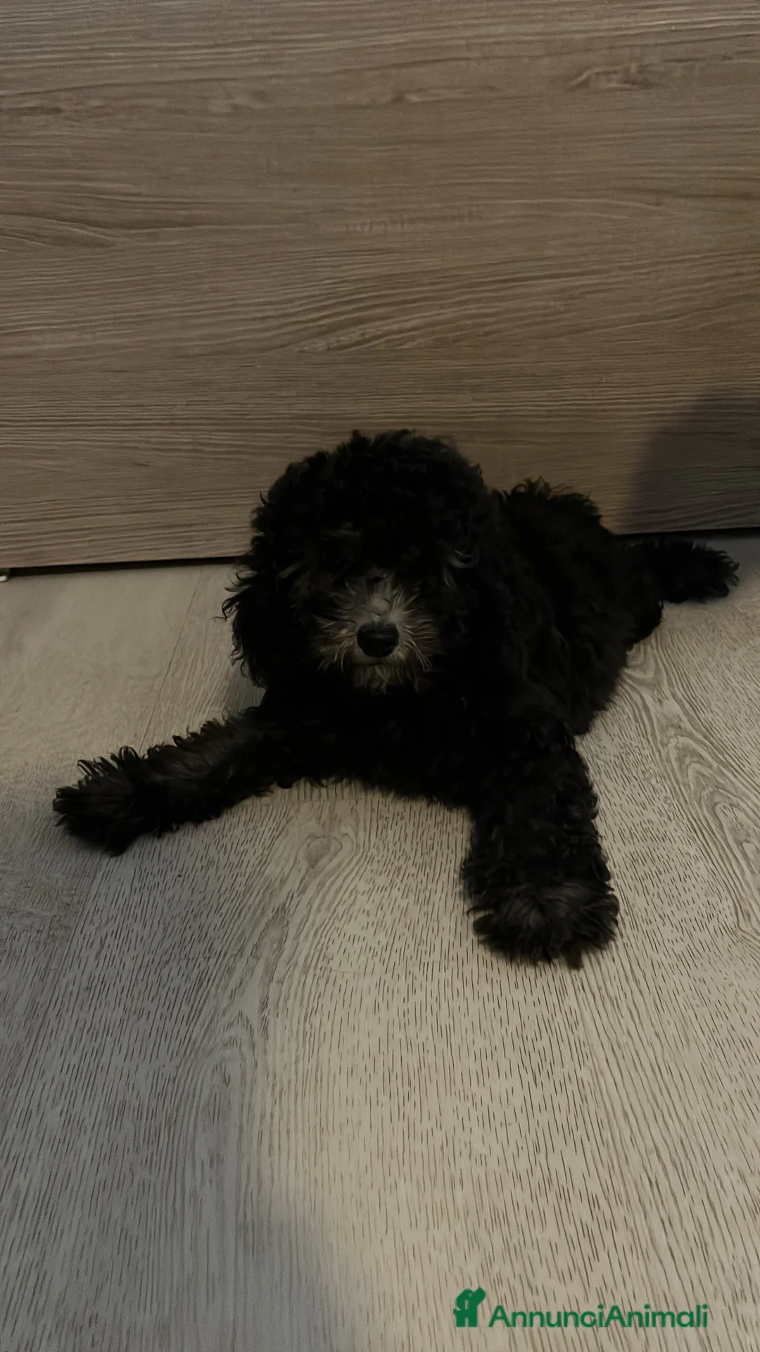 Meticcio cani in vendita: cucciola a Provincia di Pordenone - Annuncio 3