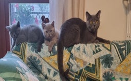 British gatti in vendita: Cucciola di British Shortair Blue a Città Metropolitana di Torino - Immagine 5