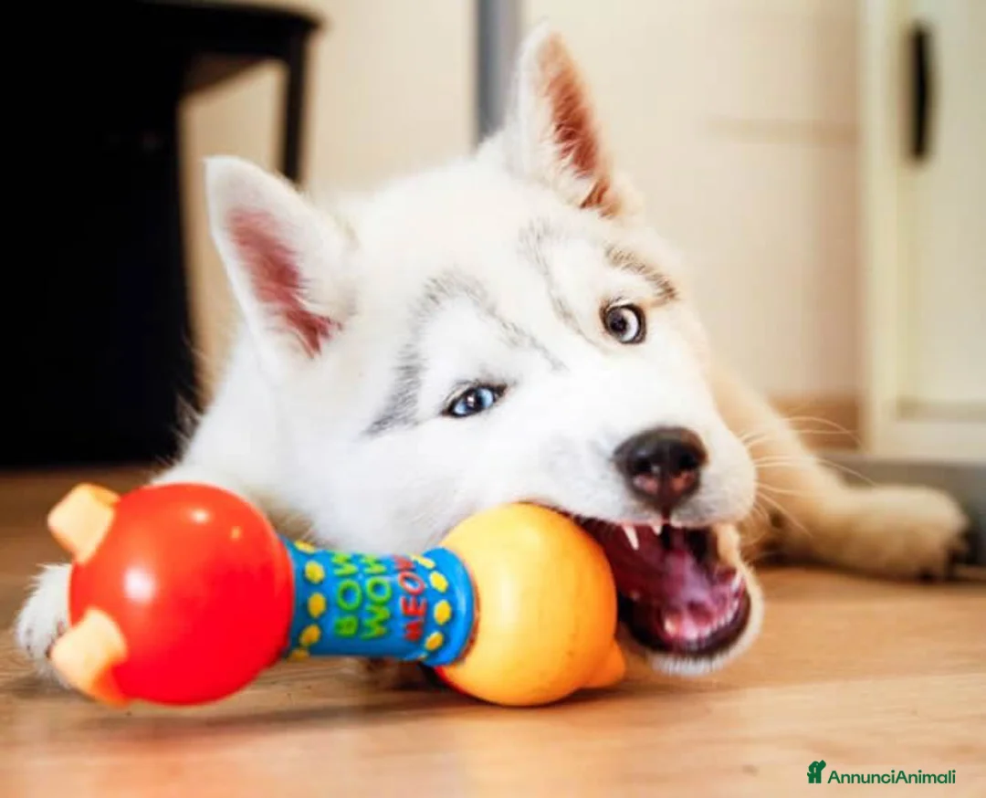 Immagine della galleria {{count}}