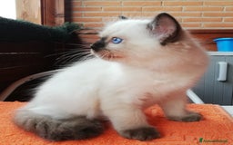 Ragdoll gatti in vendita: Cuccioli Ragdoll a Provincia di Bergamo - Immagine 6