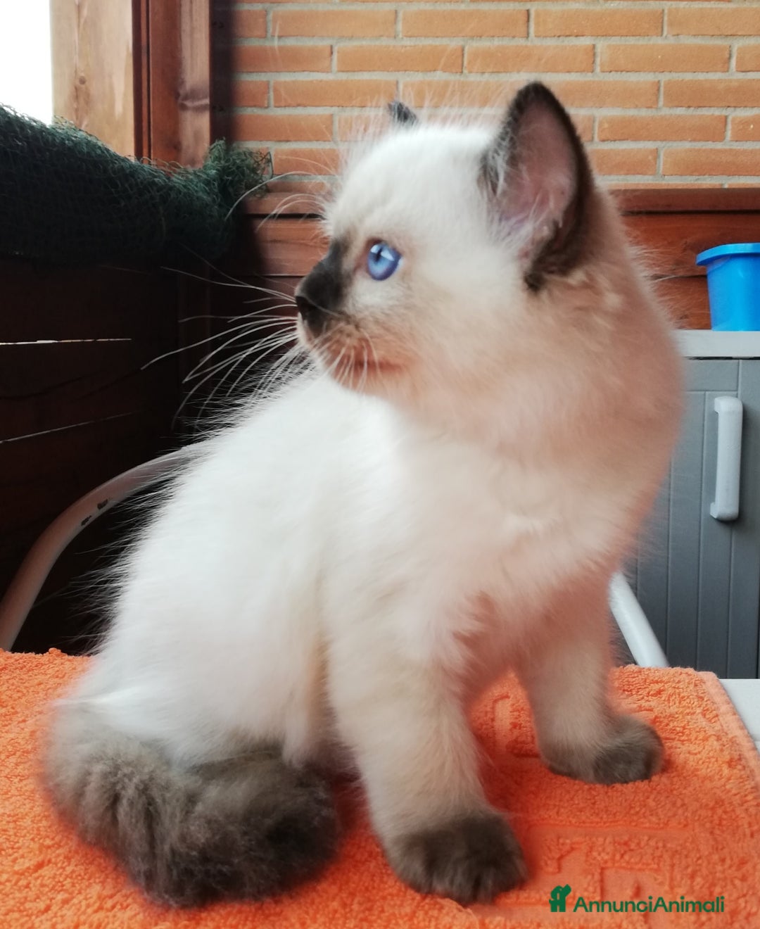 Ragdoll gatti in vendita: Cuccioli Ragdoll a Provincia di Bergamo - Immagine 6