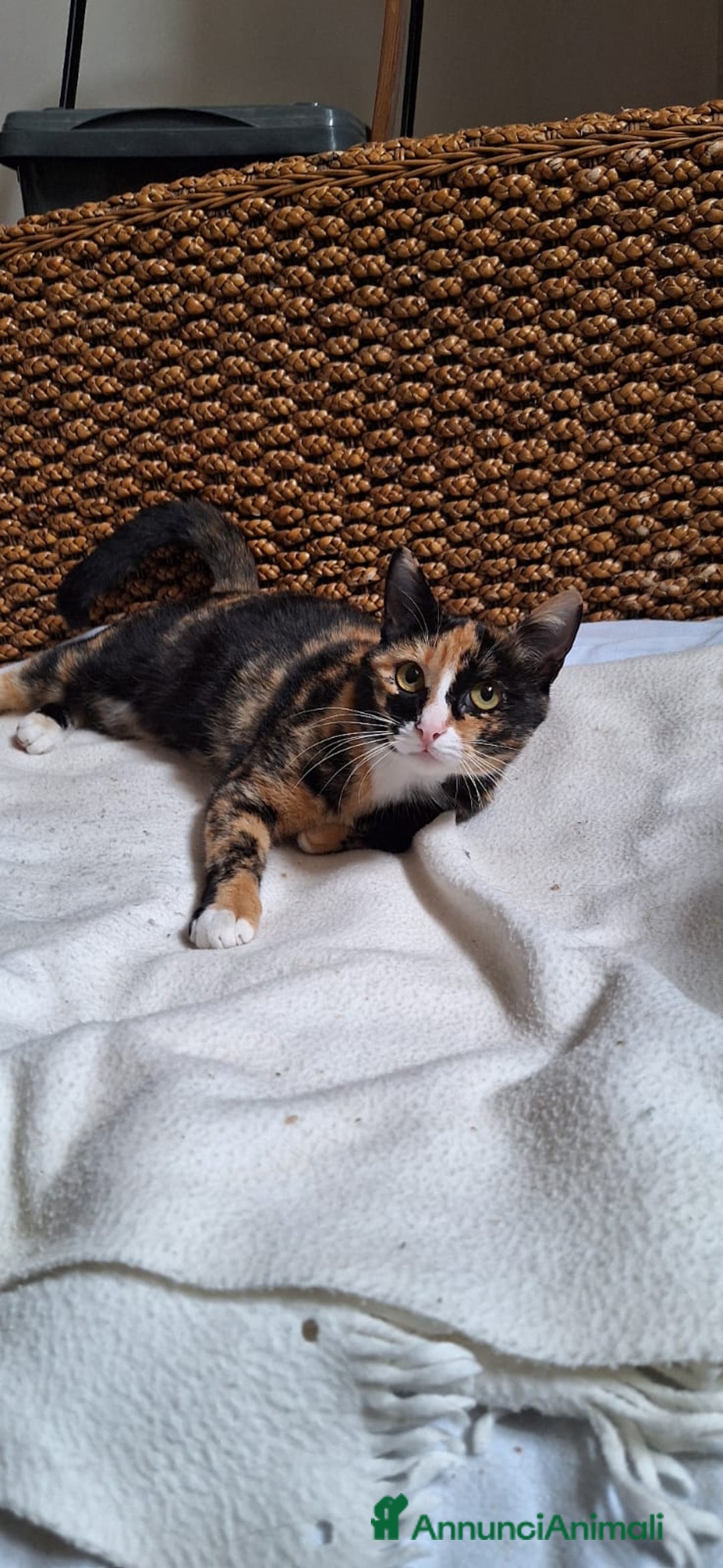 Europeo gatti in regalo: 🐾 Aida, dolce gatta calico in cerca di casa 🐾 - Annuncio 4