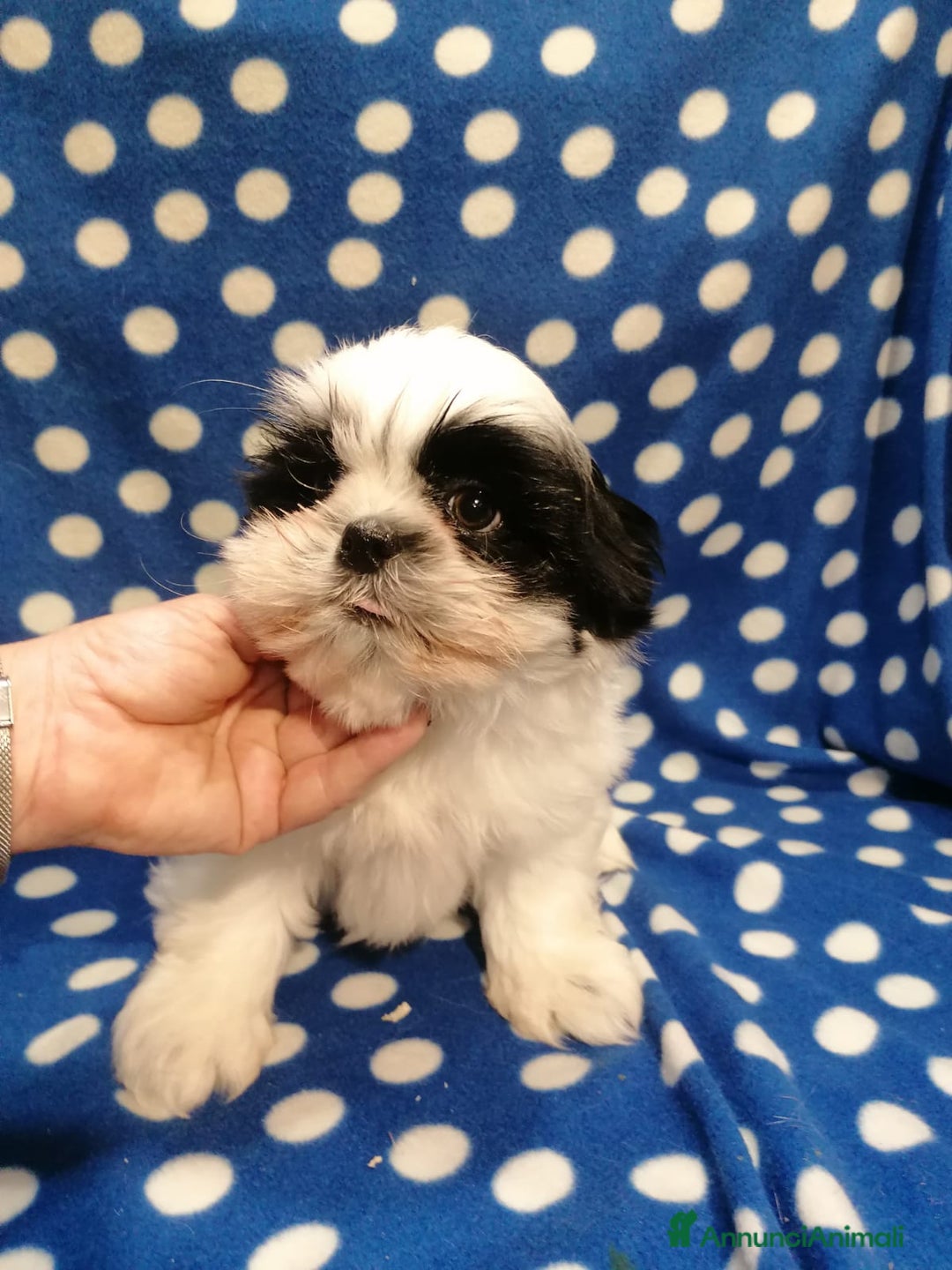 Shih Tzu cani in vendita: Shih Tzu cuccioli piccoli - Annuncio 6