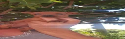 Pinscher Miniatura cani in vendita: Cuccioli di Pinscher  - Annuncio 1