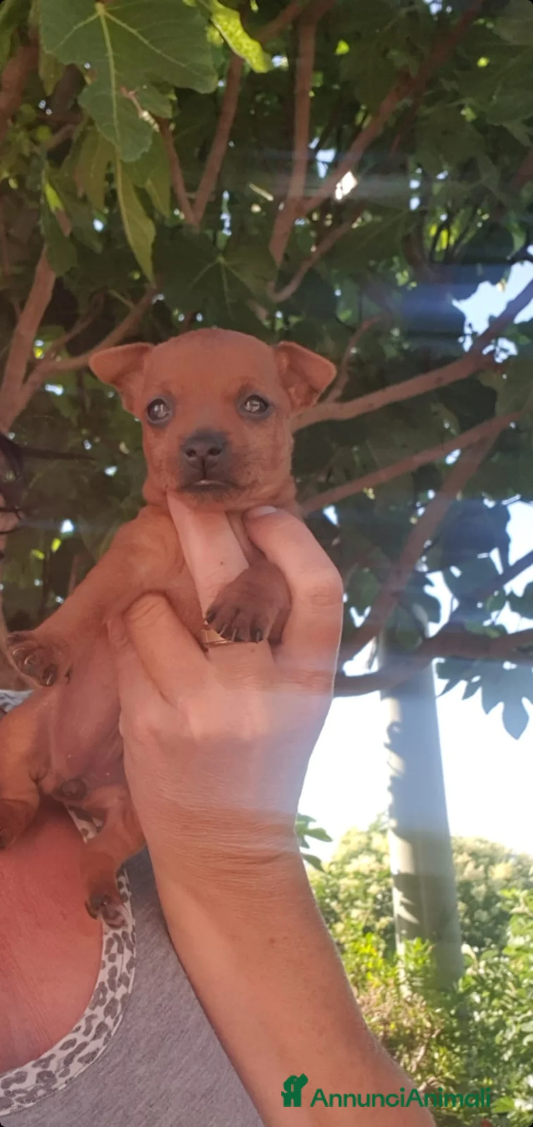 Pinscher Miniatura cani in vendita: Cuccioli di Pinscher  - Annuncio 1