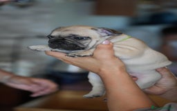 Bulldog Francese cani in vendita: Bulldog francese  a Provincia di Ascoli Piceno - Immagine 7