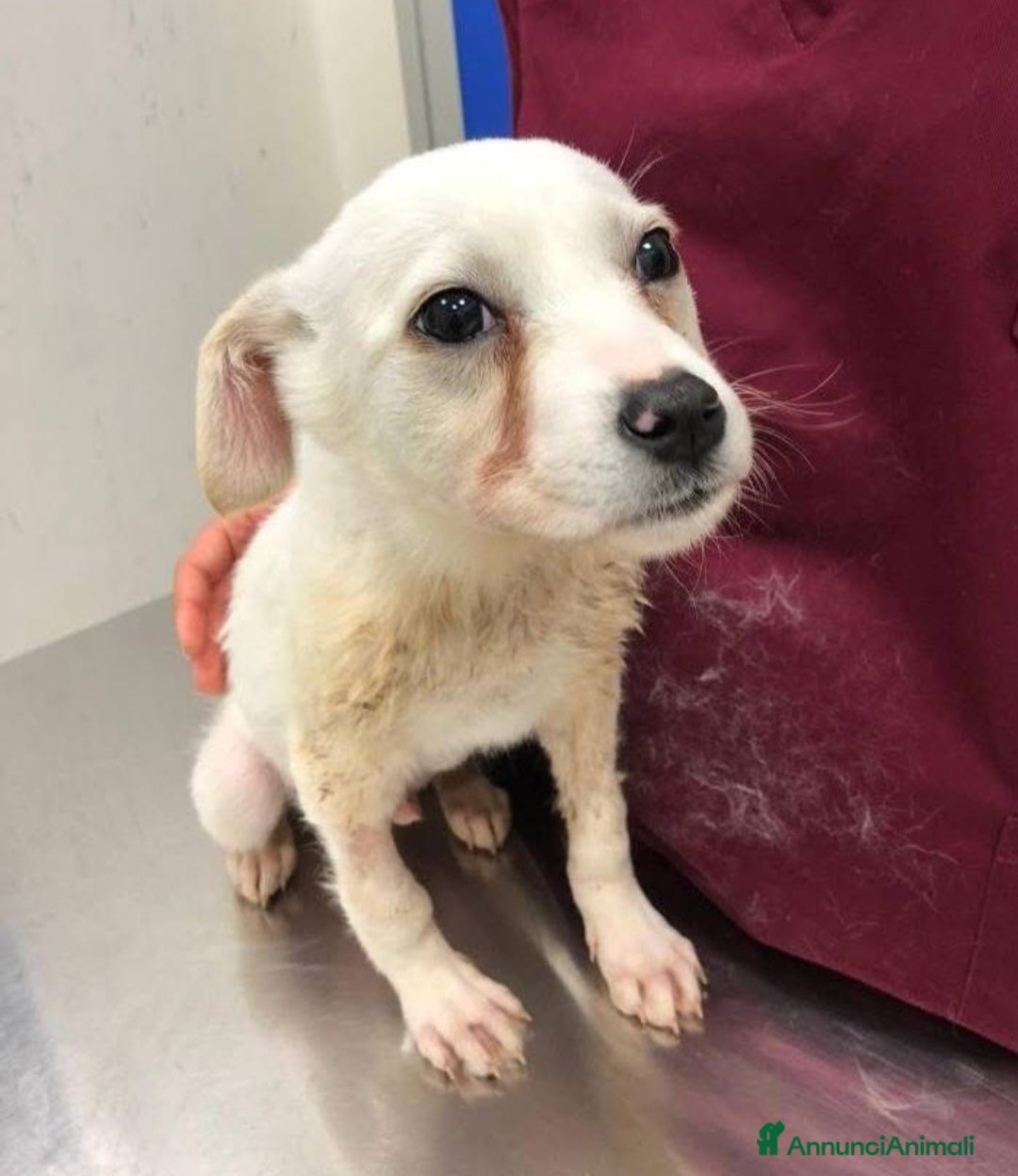 Meticcio cani 4mesi NESSUNO LO VUOLE X 1PROBLEMA GESTIBILE!NAPOL - Annuncio 1
