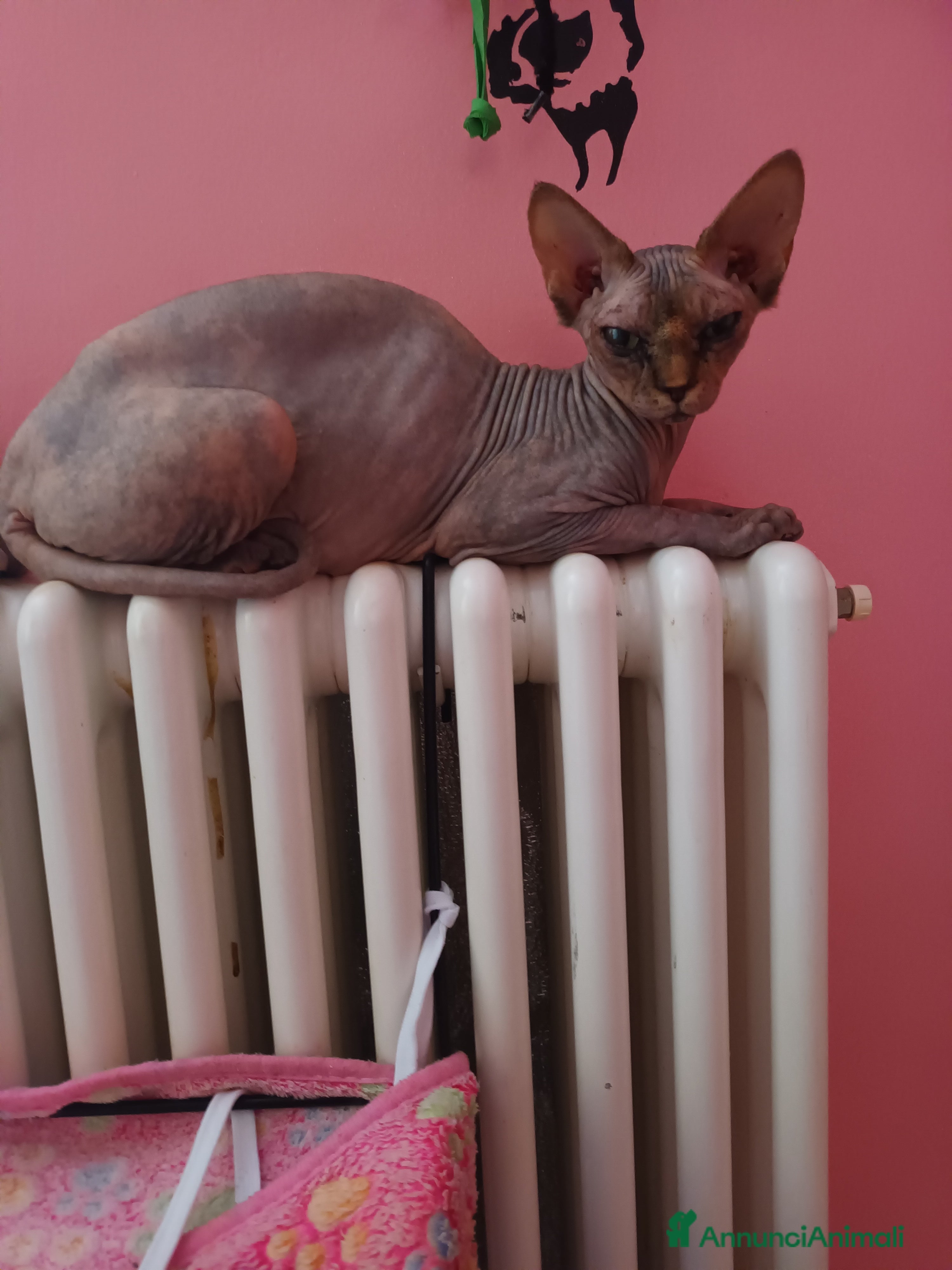 Sphynx gatti Gatto nudo maschietto - Annuncio 1