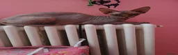 Sphynx gatti in vendita: Gatto nudo maschietto - Annuncio 1