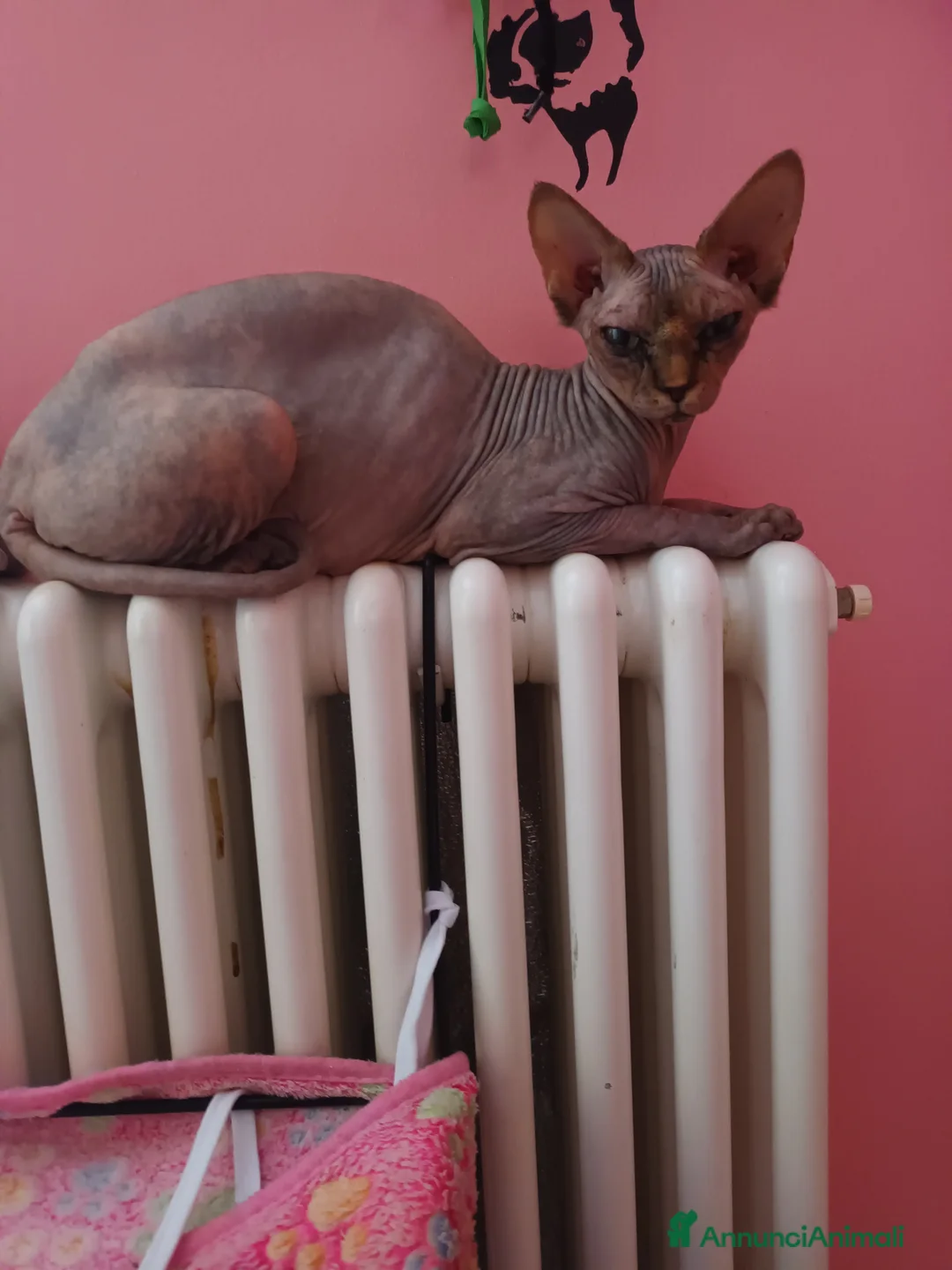 Sphynx gatti in vendita: Gatto nudo maschietto - Annuncio 1
