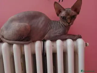 Sphynx gatti Gatto nudo maschietto - Annuncio 17