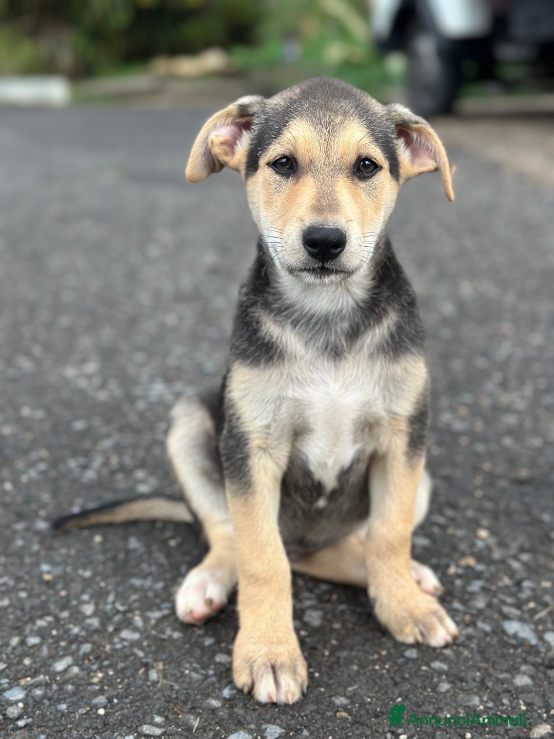 Altre razze cani in regalo: CUCCIOLI IN CERCA DI ADOZIONE - Annuncio 14