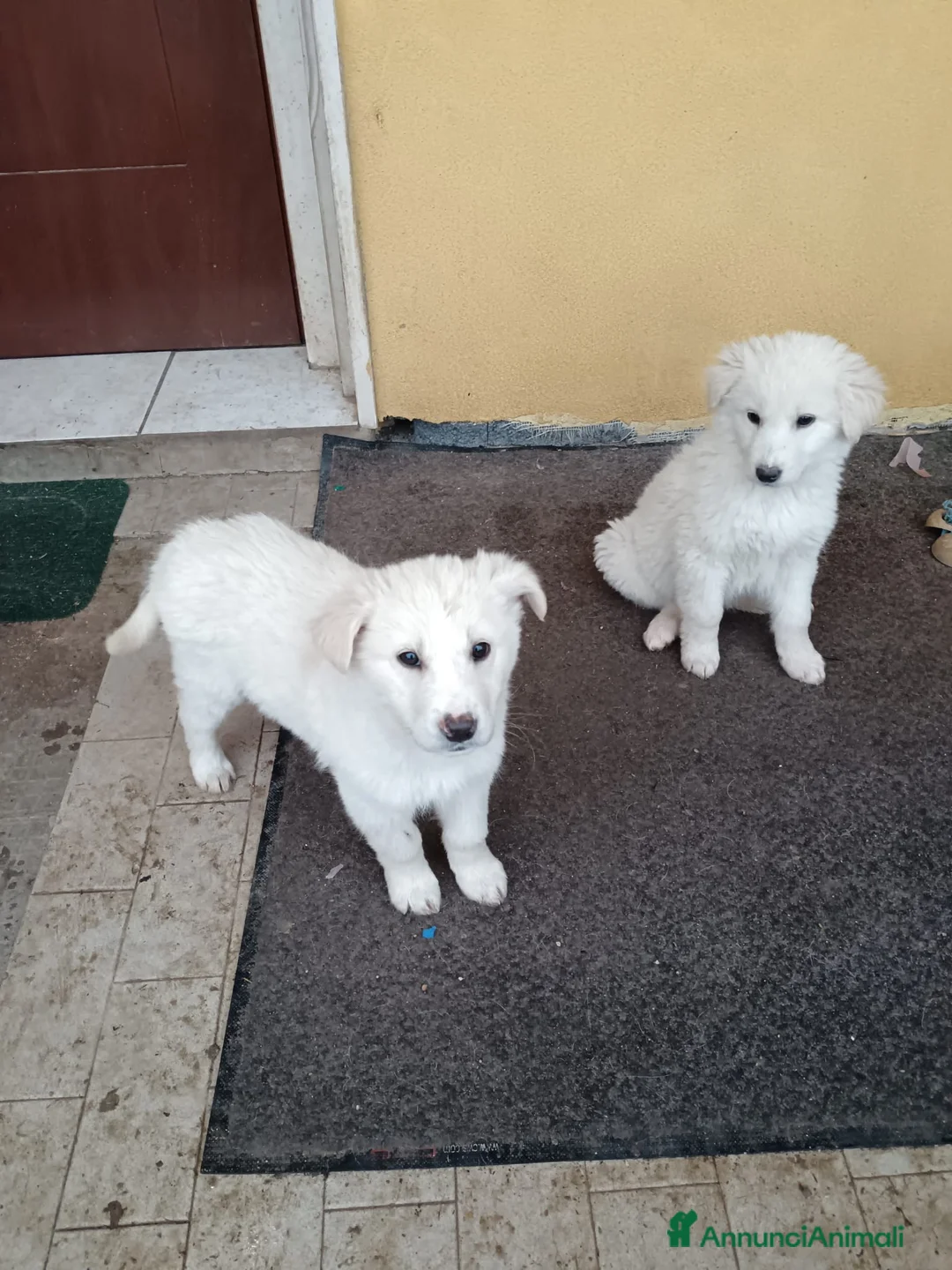 Meticcio cani in regalo: 2cucciole 2mesi futura tg medio grande.IRPINIA01 - Annuncio 3