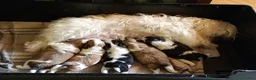 Meticcio cani in vendita: Cuccioli malshi - Annuncio 5