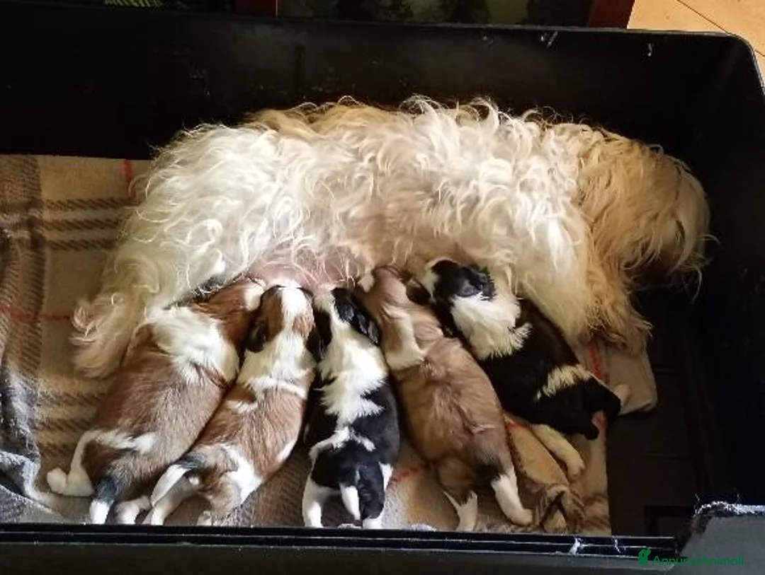 Meticcio cani in vendita: Cuccioli malshi - Annuncio 5