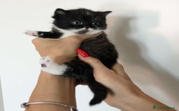 Scottish gatti in vendita: Scottish straight e fold - Annuncio 14