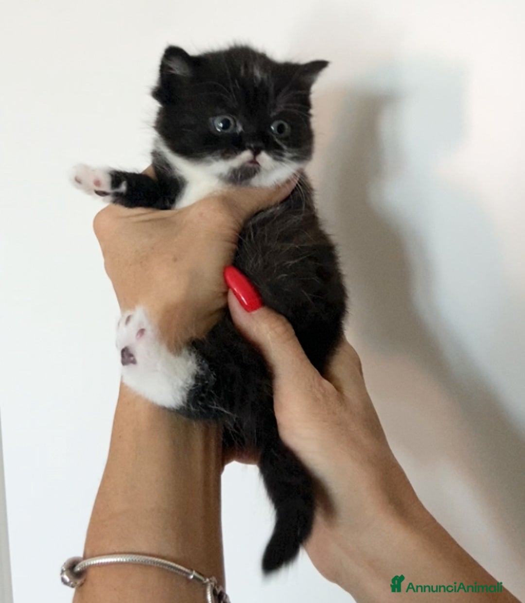 Scottish gatti in vendita: Scottish straight e fold - Annuncio 14