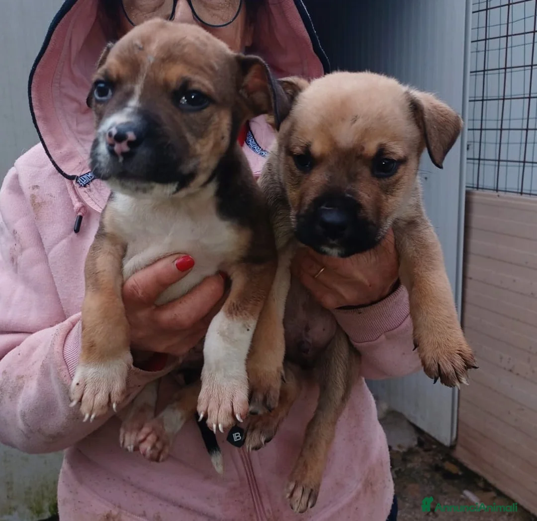 Meticcio cani in regalo: ADOTTACI - Annuncio 9