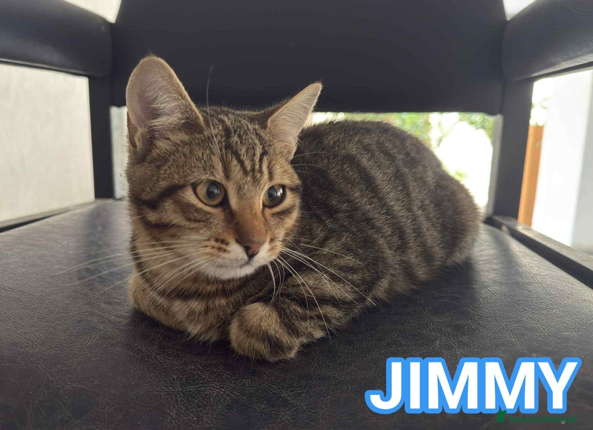Europeo gatti JIMMY, dolce micino in adozione! - Annuncio 13