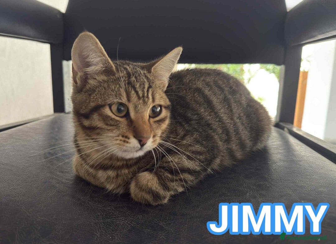 Europeo gatti in regalo: JIMMY, dolce micino in adozione! - Annuncio 1