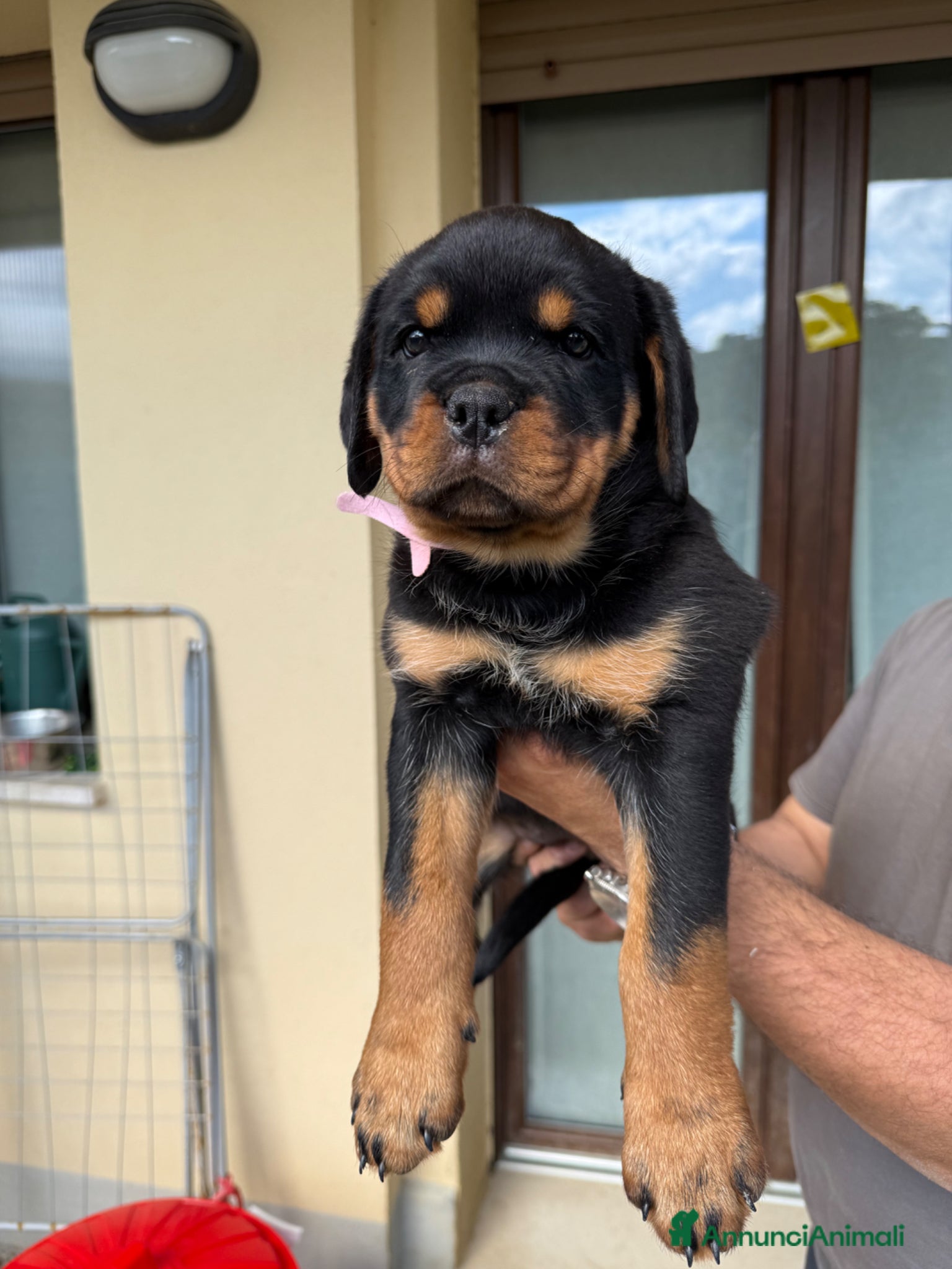 Rottweiler cani in vendita: Cuccioli di Rottwelier con pedigree  - Annuncio 5
