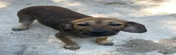 Meticcio cani in regalo: MI ADOTTI?  a Città metropolitana di Roma Capitale - Annuncio 1
