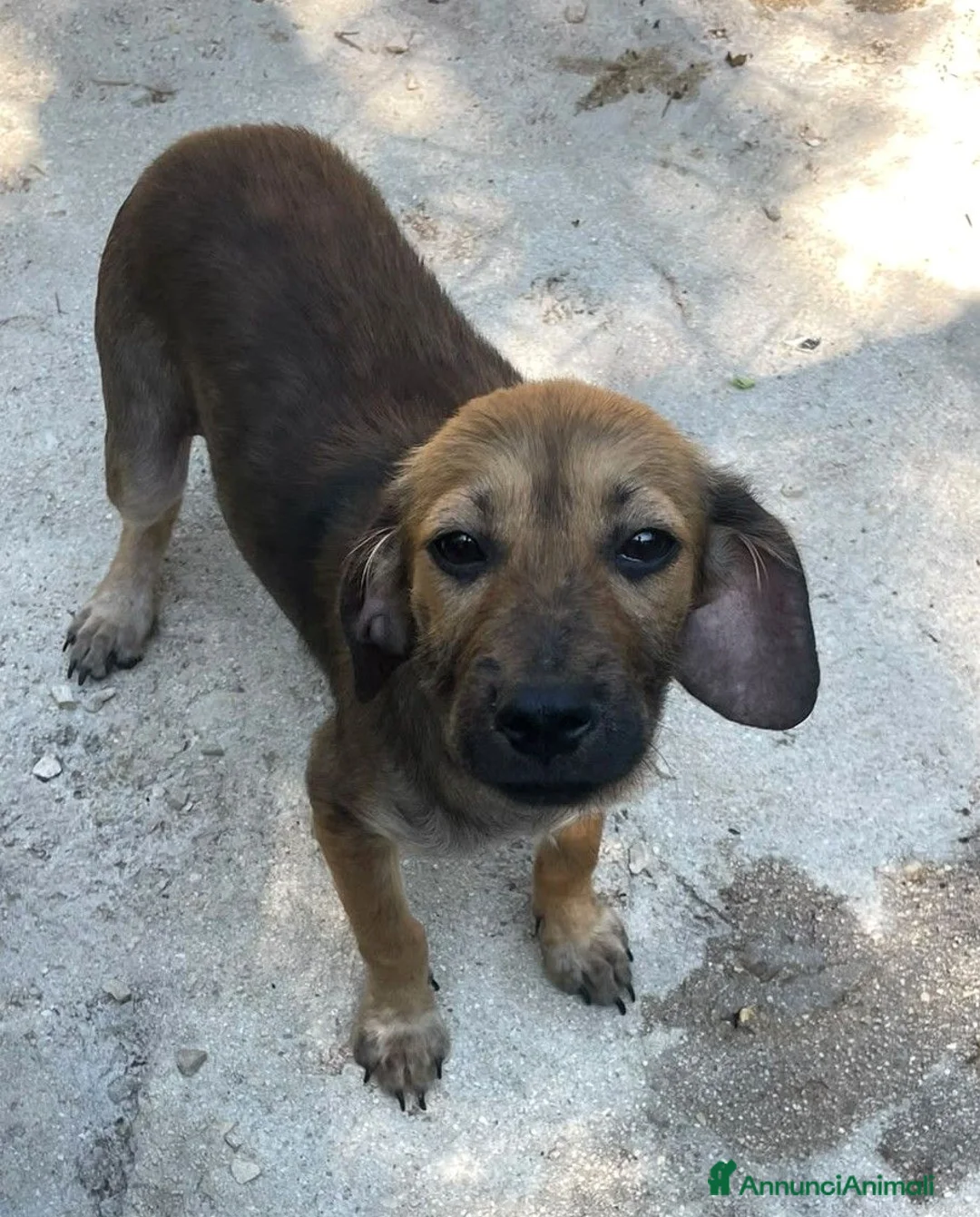 Meticcio cani in regalo: MI ADOTTI?  a Città metropolitana di Roma Capitale - Annuncio 1