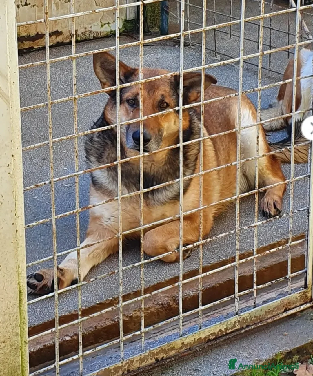 Pastore Tedesco cani in regalo: Pastore Tedesco adulto TRIPODE che nessuno vuole  - Annuncio 3