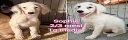 Meticcio cani in regalo: CUCCIOLI SOLI ED ESCLUSI  a Città Metropolitana di Genova - Annuncio 8