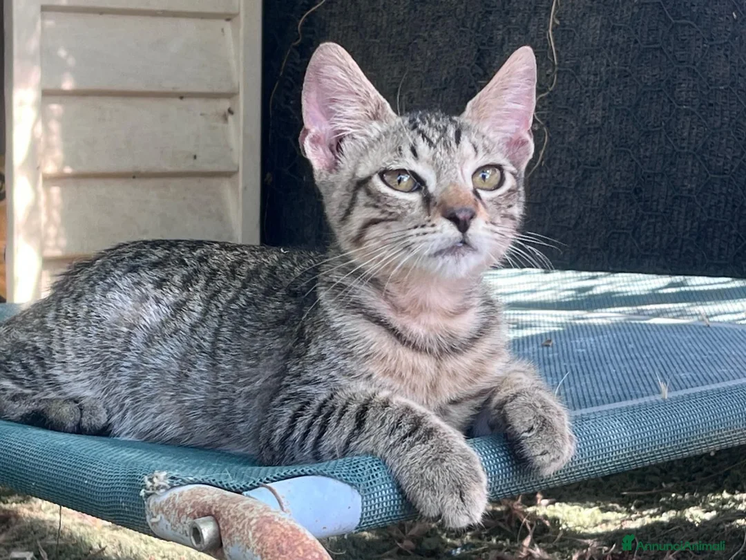 Europeo gatti in regalo: Gattino tigrato 3 mesi a Città Metropolitana di Firenze - Annuncio 2