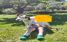 Altre razze cani in regalo: Cucciolone dal cuore enorme - Immagine 1