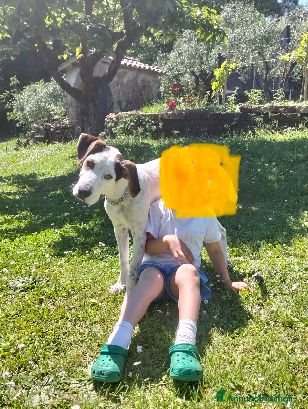 Altre razze cani in regalo: Cucciolone dal cuore enorme - Immagine 1