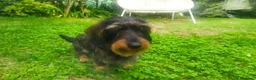 Bassotto Nano cani per accoppiamento: Bassotto nano a pelo duro a Provincia di Pesaro e Urbino - Annuncio 4