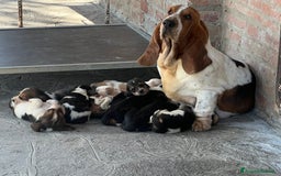 Bassethound cani in vendita: Cuccioli bassethound a Province of Piacenza - Immagine 1