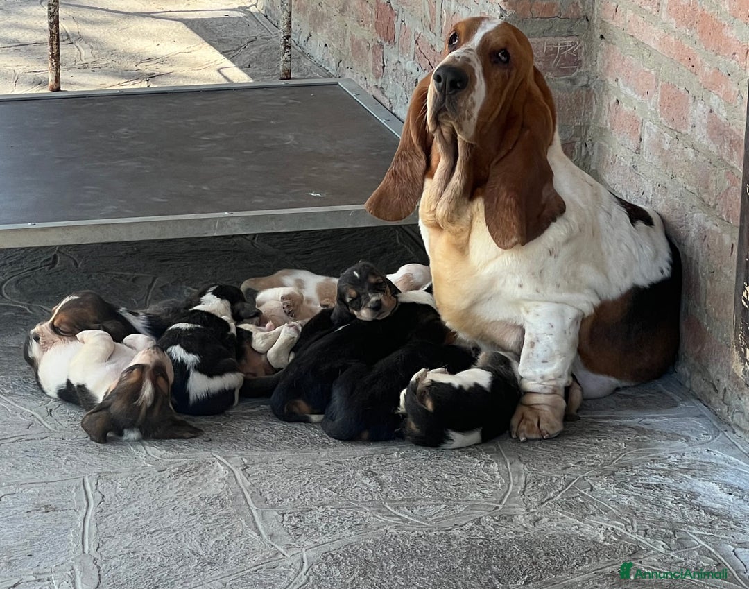 Bassethound cani in vendita: Cuccioli bassethound a Province of Piacenza - Immagine 1