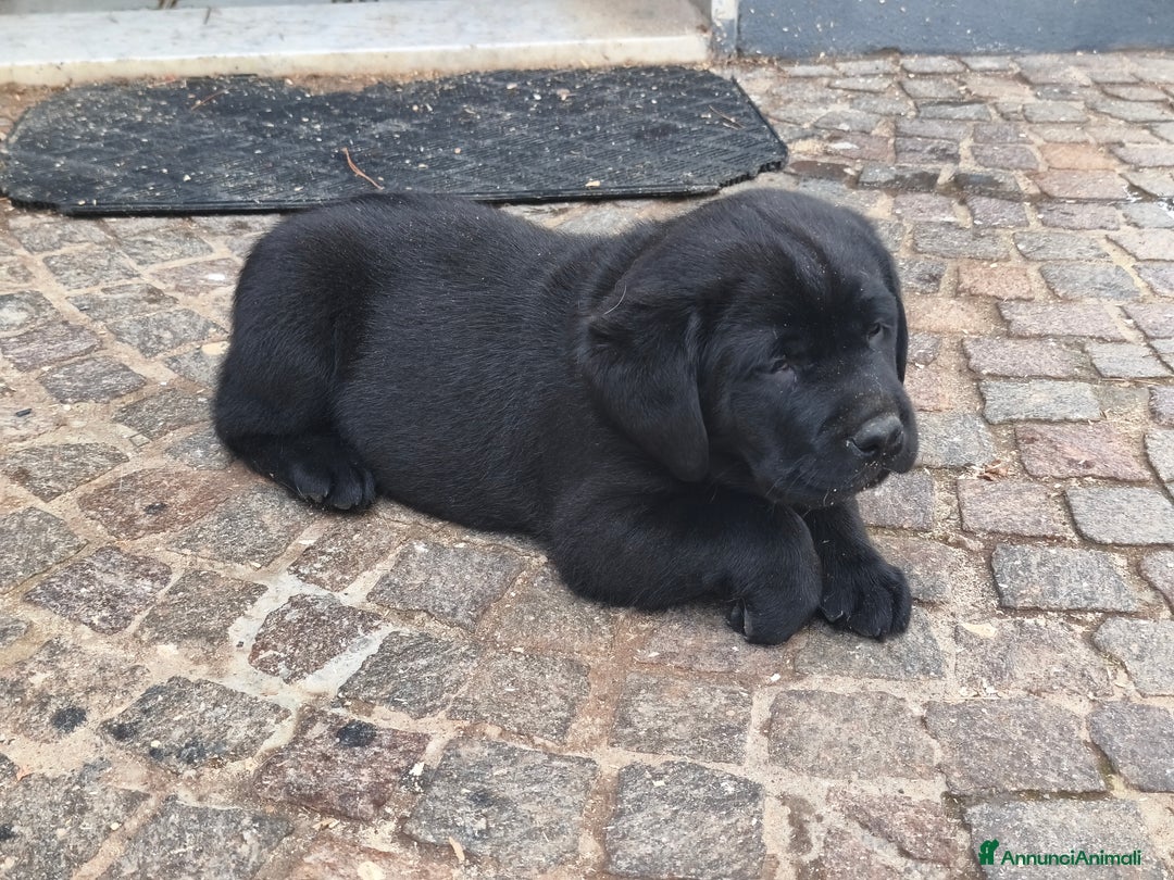 Labrador cani in vendita: Cuccioli di labrador - Annuncio 2