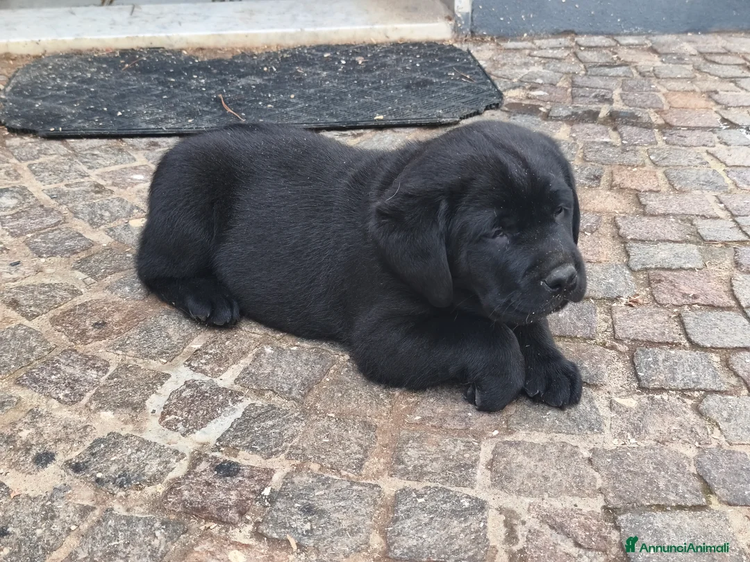 Labrador cani in vendita: Cuccioli di labrador - Annuncio 2