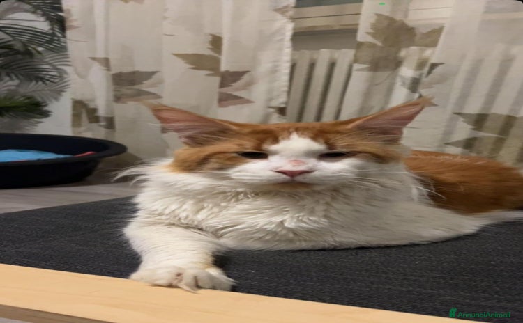 Maine Coon gatti a Città Metropolitana di Torino - Annuncio 5