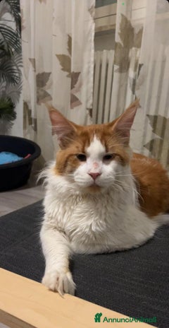 Maine Coon gatti a Città Metropolitana di Torino - Annuncio 14