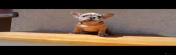 Bulldog Francese cani in vendita: Bulldog francesi merle e blu - Annuncio 3