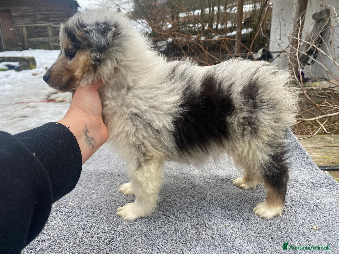 Shetland Sheepdog cani in vendita: Shetland sheepdog blue merle maschio  - Annuncio 5