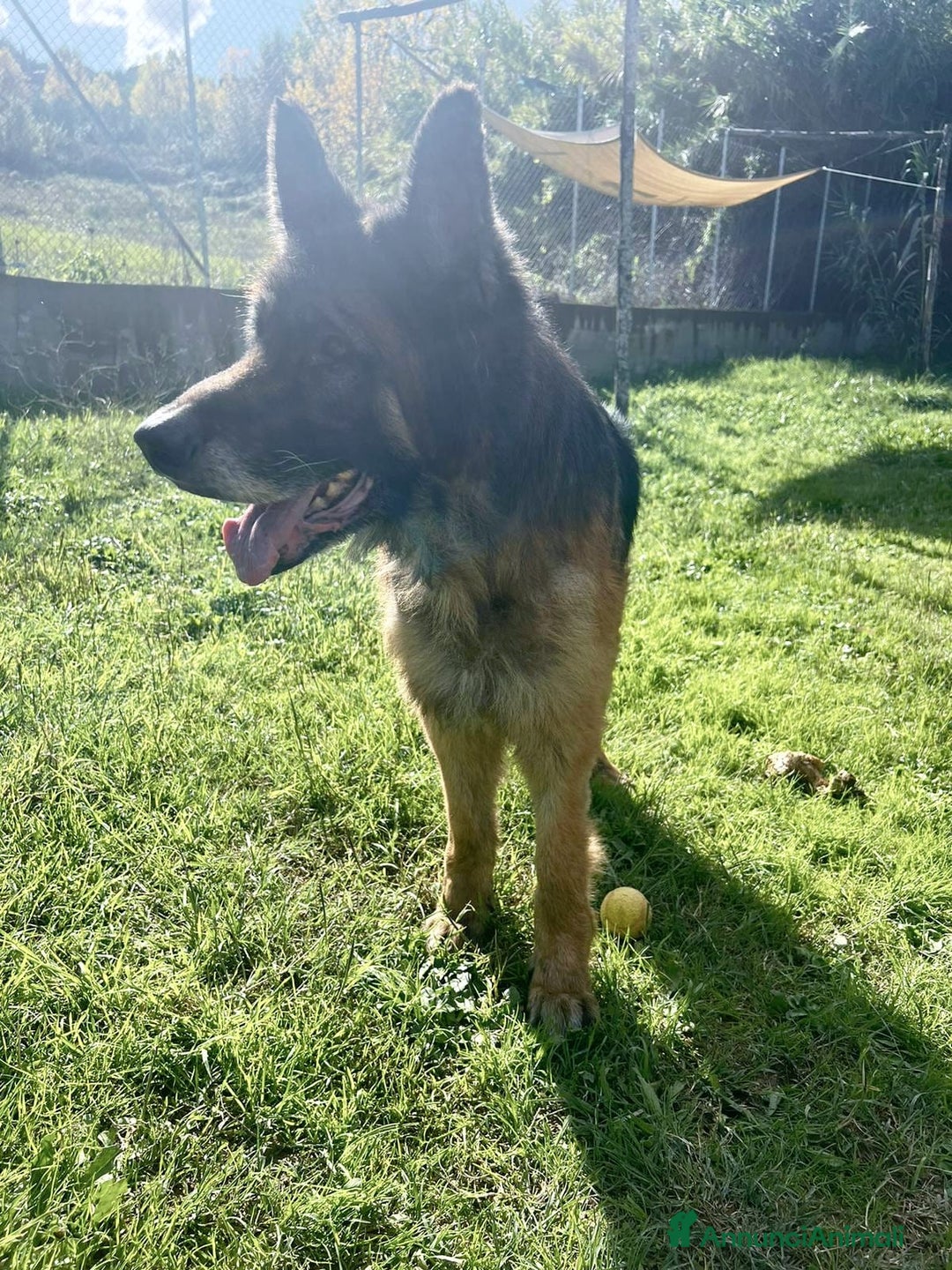 Meticcio cani in regalo: HAEGAR abbandonato perchè vecchio - Annuncio 2