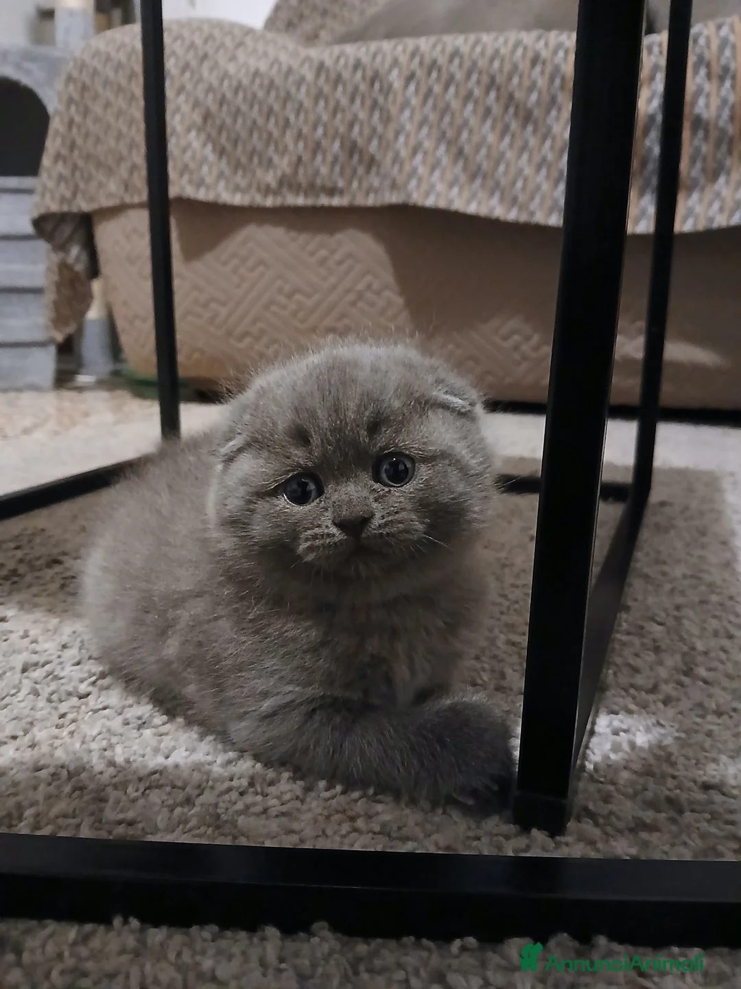 Scottish gatti in vendita: Gattini scottish straigt e fold - Annuncio 12