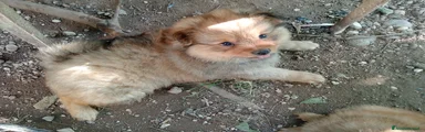 Spitz Cucciolo 1