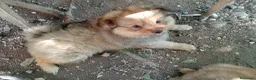 Spitz cani in vendita: Spitz tedesco piccolo  - Annuncio 4