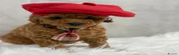 Barboncino Toy cani in vendita: Adorabili cuccioli di barboncino toy - Annuncio 14