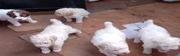 Lagotto cani in vendita: Luciano Scarchini a Provincia di Perugia - Annuncio 4
