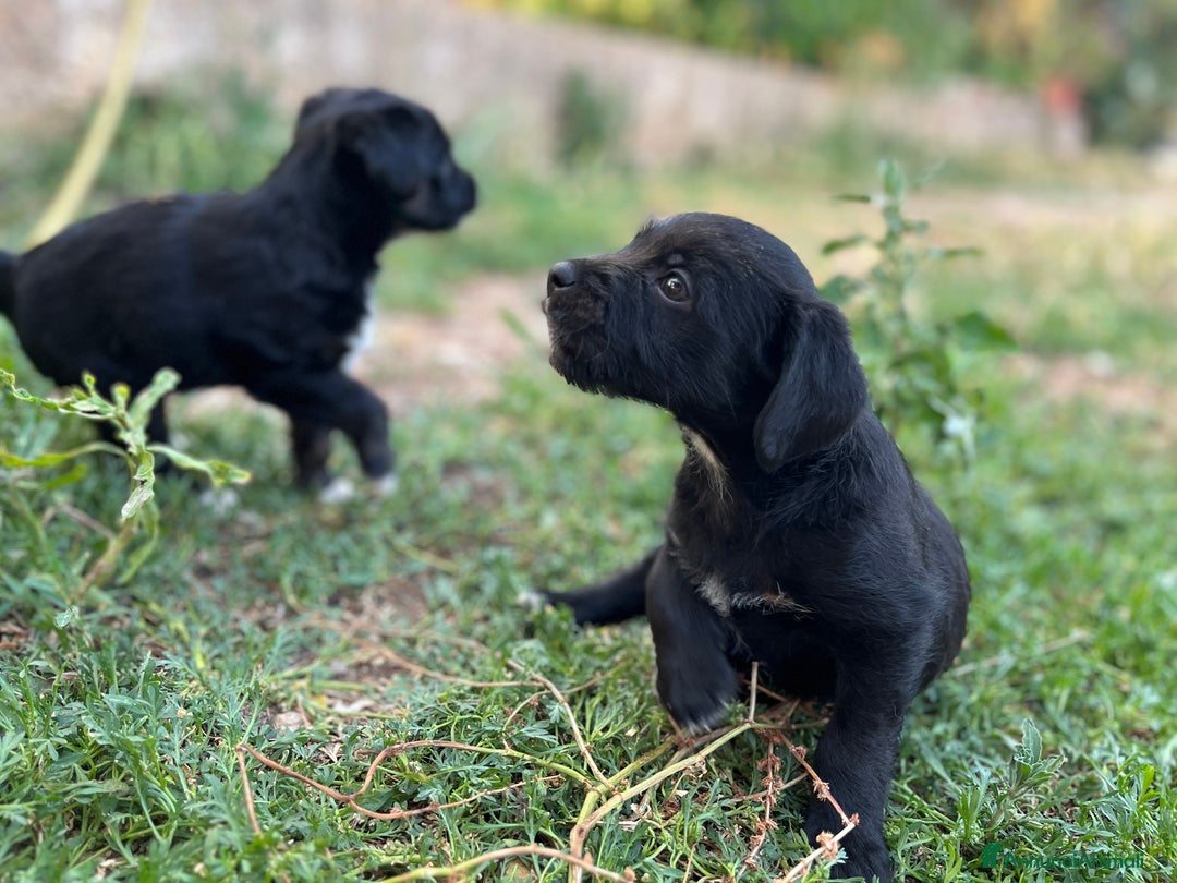 Altre razze cani in regalo: cuccioli incroccio pincher a Provincia di Sassari - Immagine 4
